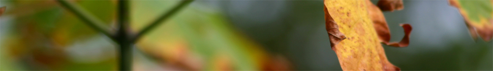 Holly Witteman random header image